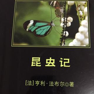 《昆虫记》第一章蜣螂