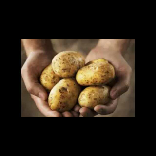 Patata 土豆，土豆，土豆