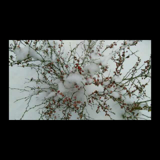 《好大的雪》作者清风明月《静听花开之声》静韵诵读