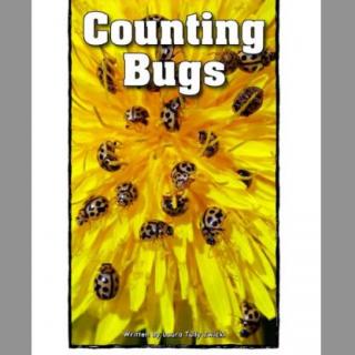 No.13 Counting Bugs (Level aa)