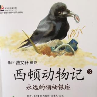 西顿动物记～永远的领袖银斑