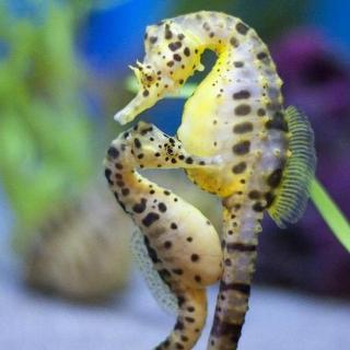 周末小故事：Sea Horse