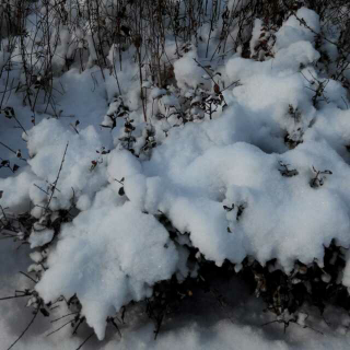 参赛  作品   沁园春.雪  朗诵；马兴元