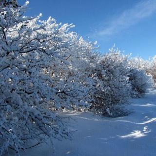 299 诗歌《新年的雪花》作者：佚名 朗读：千纸鹤