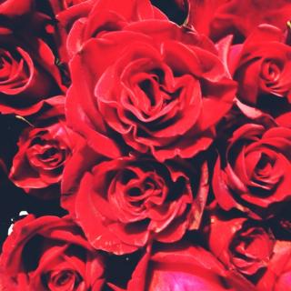 【情人节特辑之四】送一朵只属于你的玫瑰🌹