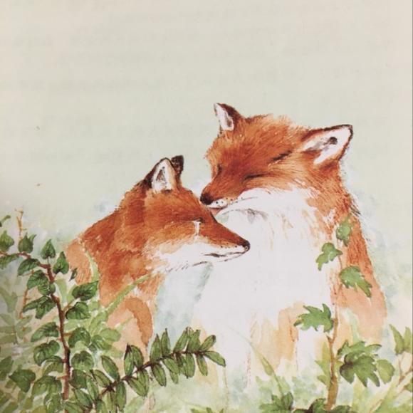 西顿动物记之春田狐的爱(1)