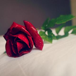 【经典童话】《世上最美丽的玫瑰花》安徒生