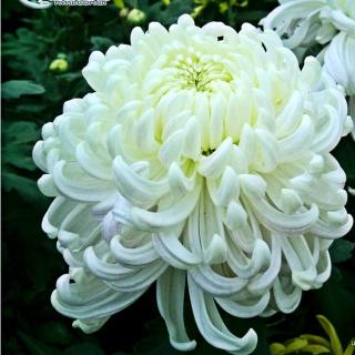 白菊