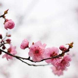 朕喜欢你，你也要喜欢朕 张寒寺