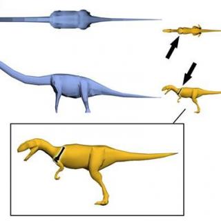 023  兽脚类恐龙