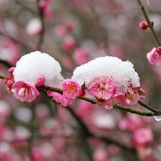 岩峰：梅雪韵