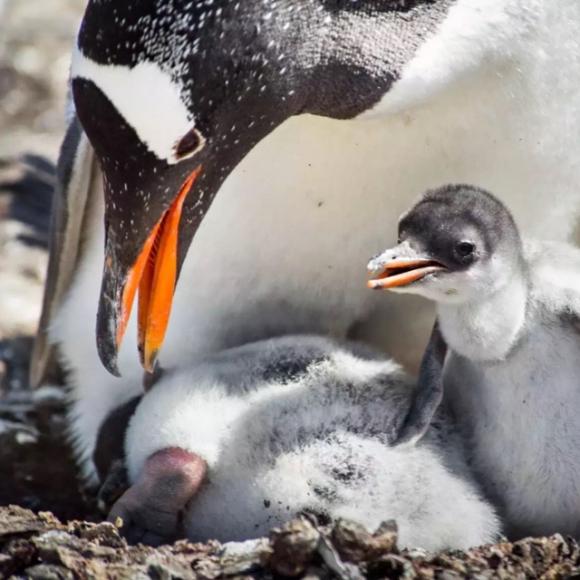 极致南极启示录五:初见企鹅