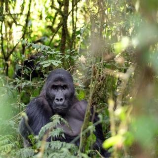 Vol.226 动物版《无间道》（上）：如何混入刚果最凶猛的大猩猩家族