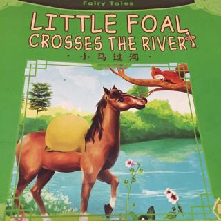 little foal crosses the river