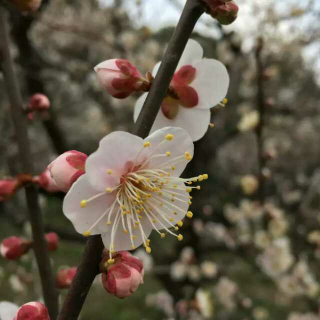 弘毅家书   春天在哪里