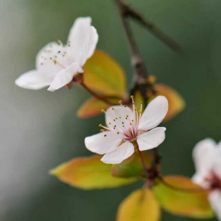 【日】〔桜〕这是一首叫做樱花的歌