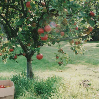 每周一歌 1 Don't sit under the apple tree