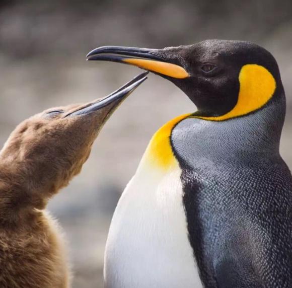 极致南极启示录十一:50万只国王企鹅为我庆生