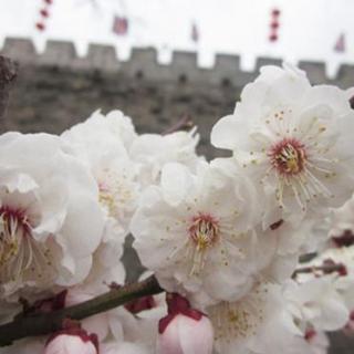 每天一首英文儿歌——《Plum blossoms》（梅花）