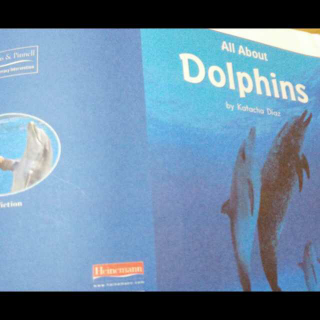 All about dolphins