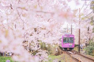 樱花🌸「动」的乐趣-日本小众赏樱地