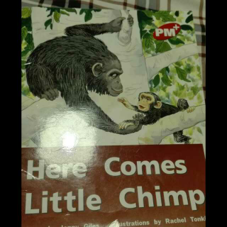 here comes little chimp 小猩猩过来了