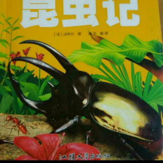 《昆虫记》4 螳螂