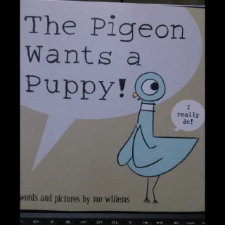 The pigeon wants a puppy