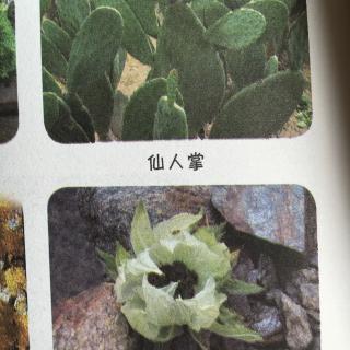 植物界的“牛人”