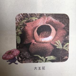 哪种花最好看