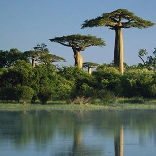 马达加斯加  声音如水：美 感