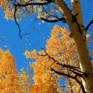 我爱秋天的蓝
