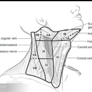 002：甲状腺的解剖与功能