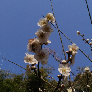 一棵开花的树   作者  席慕容