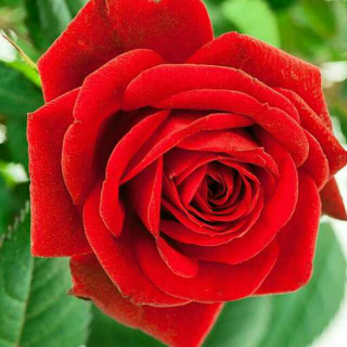 A Red Red Rose —— Robert Burns