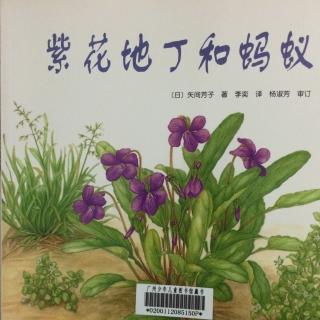 紫花地丁和蚂蚁（植物、自然）
