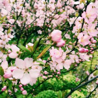 花儿为什么这样红（海子诗歌中的植物）