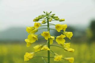 太阳花群张娟感悟：再读自己的呐喊有感，易俊播报