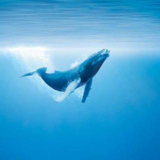 第177期-鲸鱼