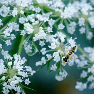 Flower Dance