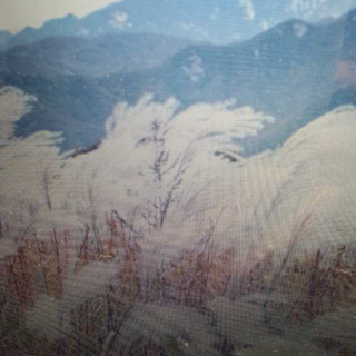 苇花如雪    作者佚名     朗诵香腮雪