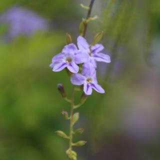 面朝大海春暖花开 纪念海子