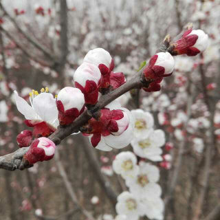 陌上花开  缓缓归矣