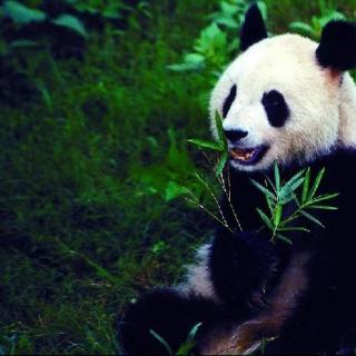 保护大熊猫（罗煜英文配音作品）Giant Panda in China