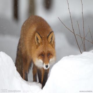 演绎版-红狐狸