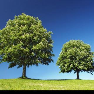 A Big Tree And A Young Tree 中文版 —— 大树和小树