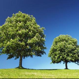 A Big Tree And A Young Tree 英文版