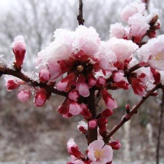 日本情歌王子-徳永英明的"春の雪"