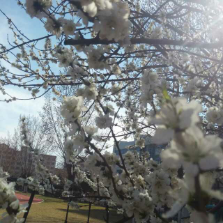 春天伊始，花落花开