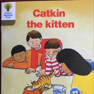 Catkin the kitten